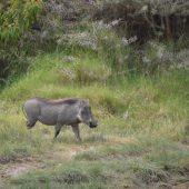  Arusha NP, TZ